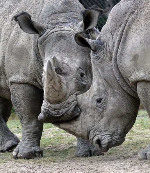 Rhinocéros.jpg